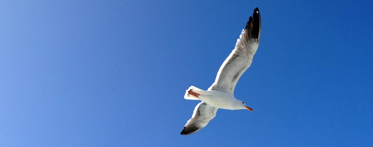 LAS ALAS SON PARA VOLAR